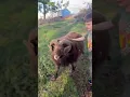 Lagu ANGRY RAM ISNT YOUR BUDDY #rammed #notsafe #lessons #omg #bad #knockeddown