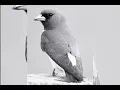 Download Lagu Suara pancingan burung kekep babi buat pikat masteran dan jaring jangan lupa sucribe dan like komen