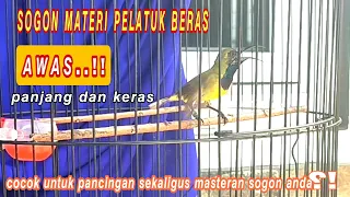 Download burung sogon materi pelatuk beras MP3