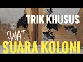 Tips Budidaya Walet || Aplikasi Suara Koloni Selain Suara Inap \u0026 Tarik Di Dalam Ruang Inap