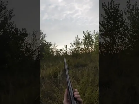 I Hunted this Pheasant, or did I?