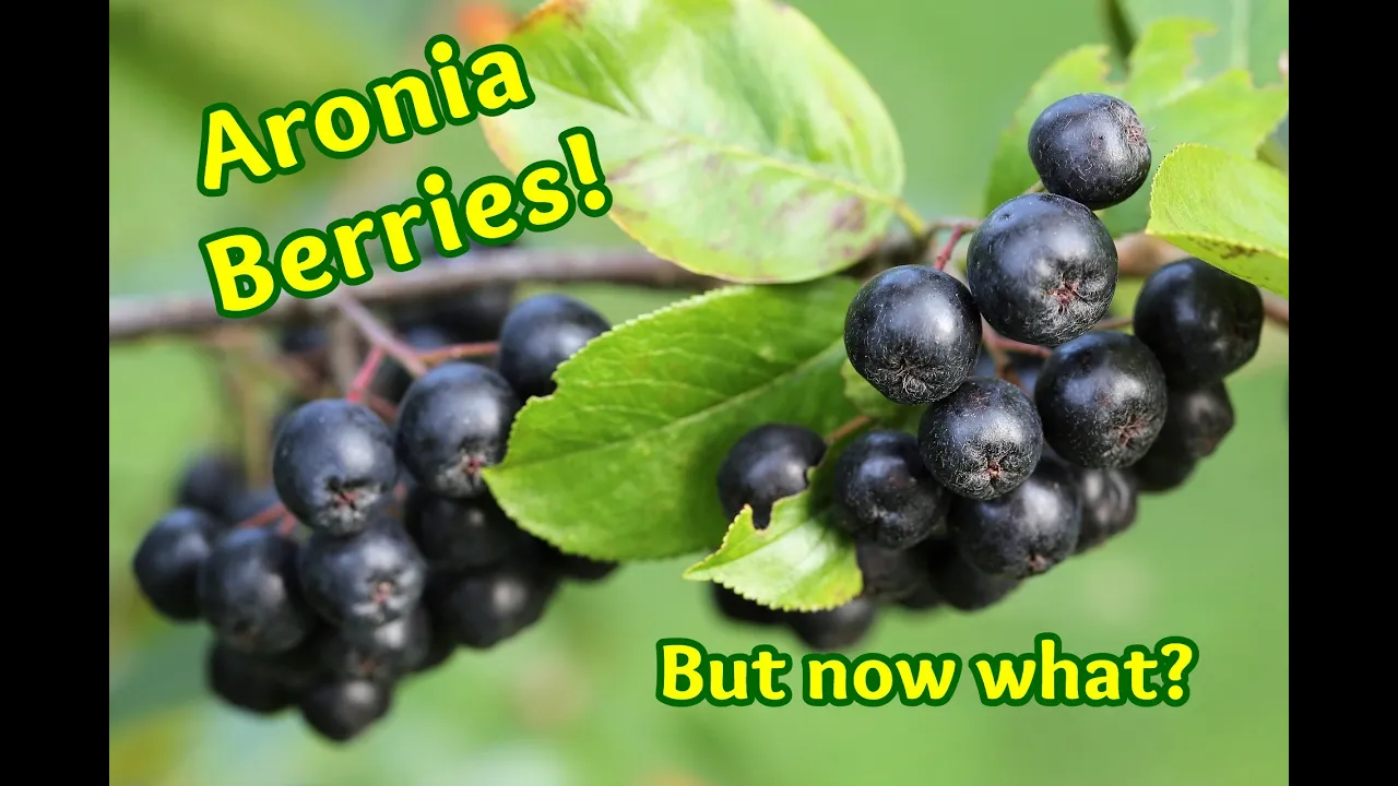 Aronia Berries: Long-term Preservation and Recipes!