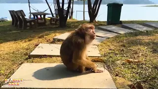 Regardless of anything else, Dad just hopes that Monkey Kaka stays healthy and well.