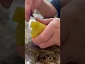 Hotbox Vape Refill