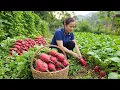 Lagu Harvesting 1000+ Giant Red Radishes and Taking Them to the Market for Sale, Cooking For Dog