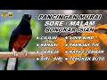 Download Lagu Pancingan Murai Batu 24 jam Full Isian Tembakan kasar dan panjang, Murai lain pasti nyaut
