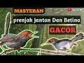 Download Lagu SUARA PRENJAK Jantan Dan Betina Gacorrr !!!.. || Cocok Untuk Masteran Dan pikatan