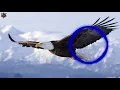 Download Lagu TIRUKAN SUARA KICAU BURUNG ELANG MENCARI MANGSA ACCIPITRIDAE