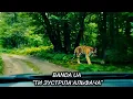 Download Lagu BANDA UA - ТИ ЗУСТРІЛА АЛЬФАЧА #українськамузика #рекомендації #хіти #новинки #музикавмашину #hitua+