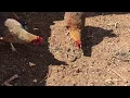 Download Lagu Snake vs. Chicken: Mother Hen Takes On Snake to Protect Chicks