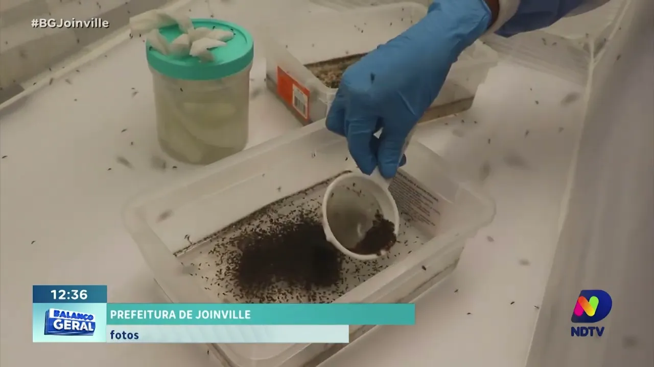 Mosquitos infectados com bactéria serão liberados na natureza para evitar contaminação por dengue