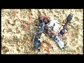 Ants Fight For Vinegaroon