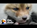 Download Lagu Baby Foxes Meet And Immediately Become Obsessed With Each Other | The Dodo