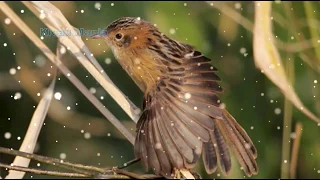 suara kicau burung cici merah betina super master kicau 