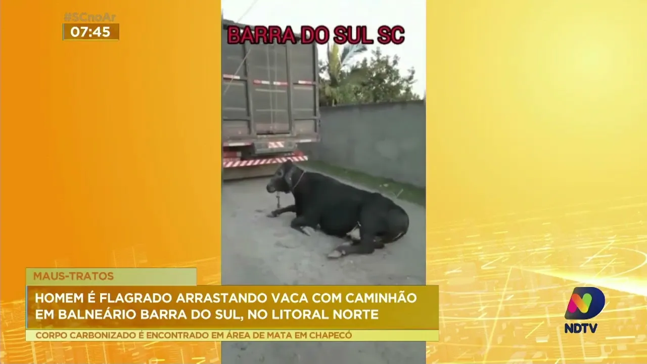 Bal. Barra do Sul: Homem é flagrado arrastando vaca com caminhão