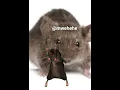 Download Lagu Tikus joget:))