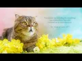 Download Lagu BIGBANG - Still Life (Cover By Kittisaurus)