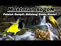 Download Lagu MASTERAN SOGON ISIAN SADIS. Siap Jadi Juara.#sogon #masteransogon