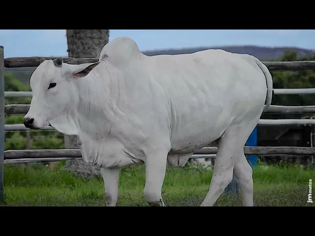 Novilha Nelore SGN - 2502