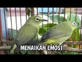 Download Lagu suara pleci betina ribut cocok buat merangsang bunyi pleci bahan
