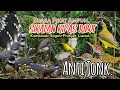 Download Lagu SUARA PIKAT BURUNG SIKATAN KIPAS RIBUT KOMBINASI SOGON+PRENJAK LUMUT. TERAMPUH..