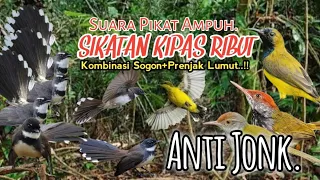 suara pikat burung sikatan kipas ribut kombinasi sogon prenjak lumut terampuh 