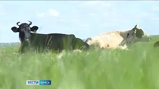 В Омской области продолжается уборка кормовых культур