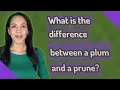 What is the difference between a plum and a prune