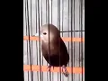Download Lagu Si mungil burung cerdas yg bisa menirukan suara burung lain 👍