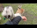 This Kangaroo Saved my Life (dababy kills Kevin)