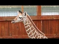 Download Lagu April the giraffe shows off baby Tajiri May 15 2017