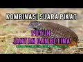 Download Lagu suara puyuh untuk pikat puyuh liar 100% Ammpuhhhh