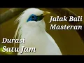 Jalak Bali Suara Merdu Super Gacor Untuk Isian, Durasi Satu Jam.