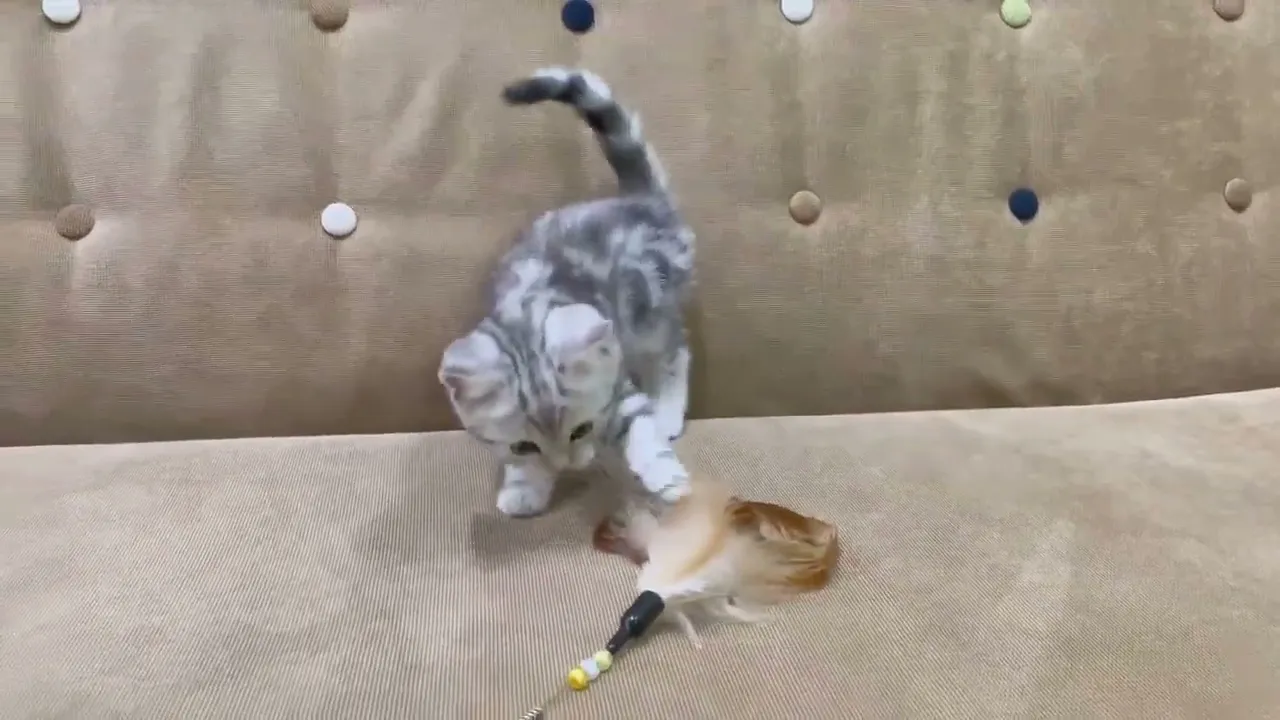 動画