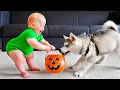 Download Lagu Cuteness Overload: Baby Meets Dog for the First Time and Can’t Stop Smiling - Baby Giggles with Dog