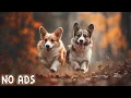 Download Lagu 12 Hours Puppy Video for Dogs to Watch 🐶 Puppies Playing 🐾 Anti-Anxiety Music for Dogs