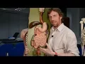 Small intestine anatomy