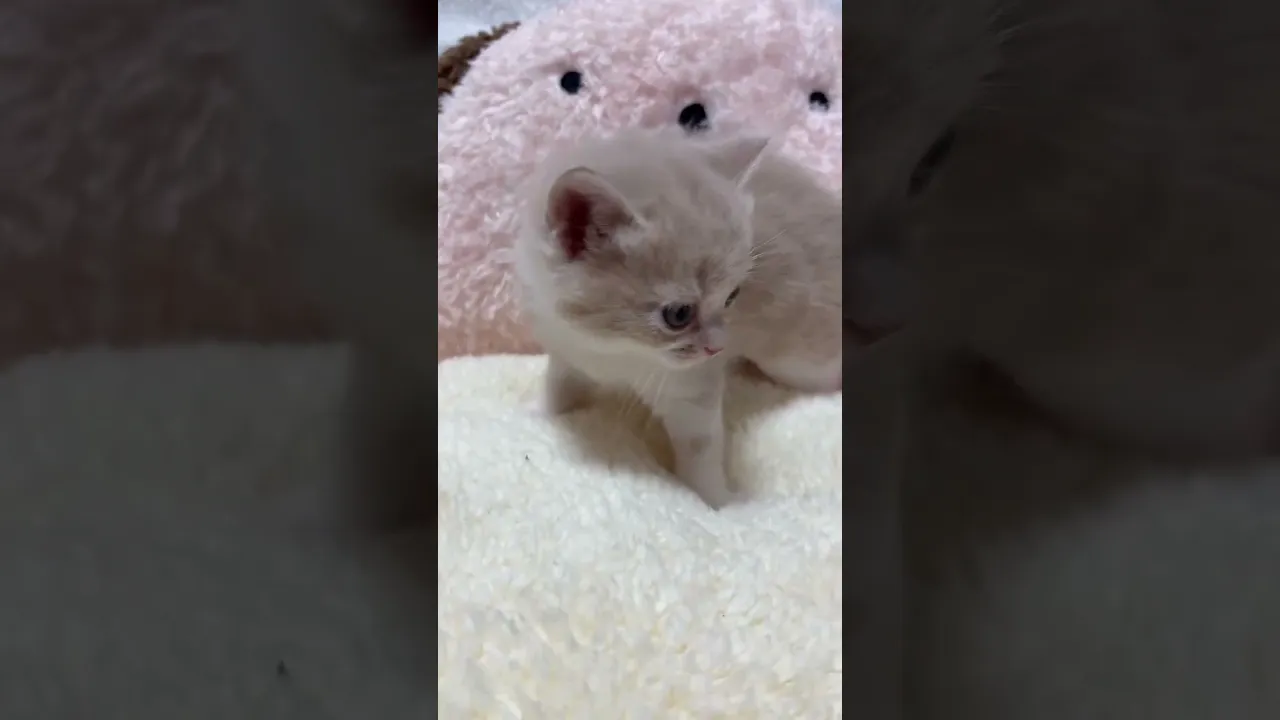 動画