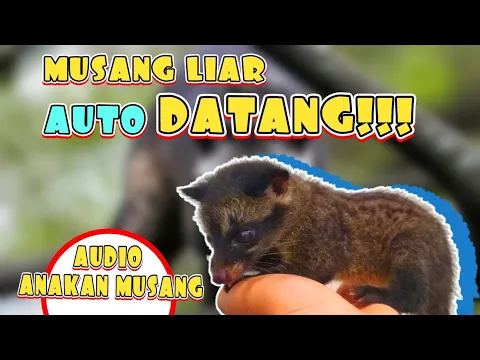 Download MP3 Suara Anakan Musang Pandan Cocok Untuk Memikat Musang Liar