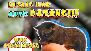suara anakan musang pandan cocok untuk memikat musang liar