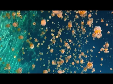 Nadar con medusas sin aguijón en Danau Ubur-Ubur en lancha rápida privada