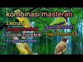 Download Lagu kambinasi masteran kenari, kapas tembak, cucak cungkok, kapas tembak