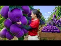 Harvesting GIANT PURPLE APPLES | Selling at Market \u0026 Making Sweet Apple Tea in Countryside