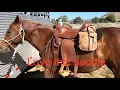 Corriente saddle first ride on the desert cattle drive