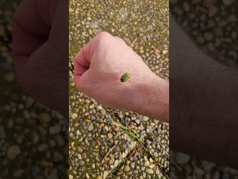 حشرة 🐛