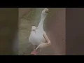 Denn ich dance mit de Gänse