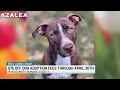 Montgomery Humane offering special pricing on dog adoptions