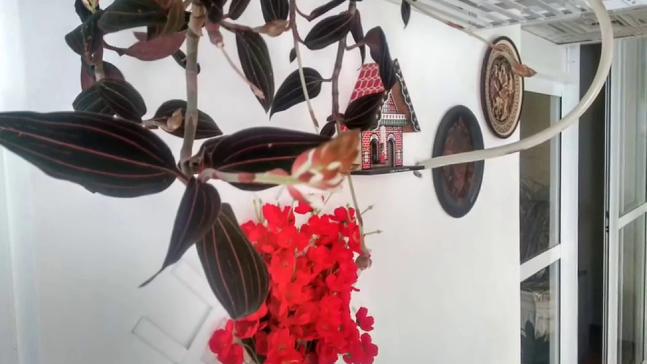 ORQUÍDEA LUDISIA DISCOLOR