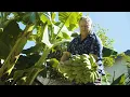 Modesto s Backyard Banana Farmer