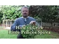 How to grow Little Princess Spirea with a detailed description